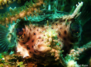 Bridled Burrfish (Chilomycterus antennatus) Perched on a ... by Brad Ryon 